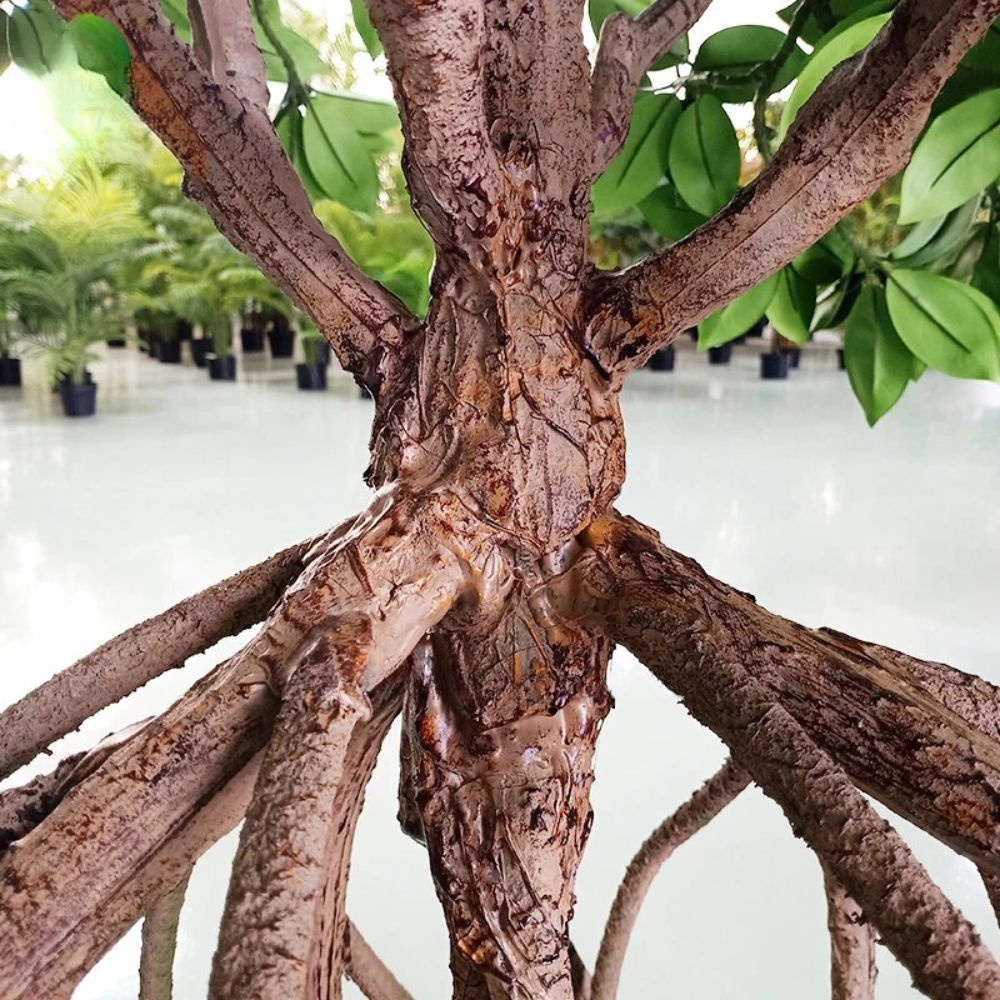 The same mangrove planted outdoors as a wide-spreading garden feature