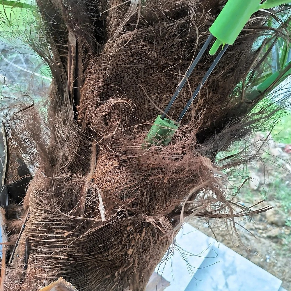 The coconut palm crown seen from below against a bright outdoor sky