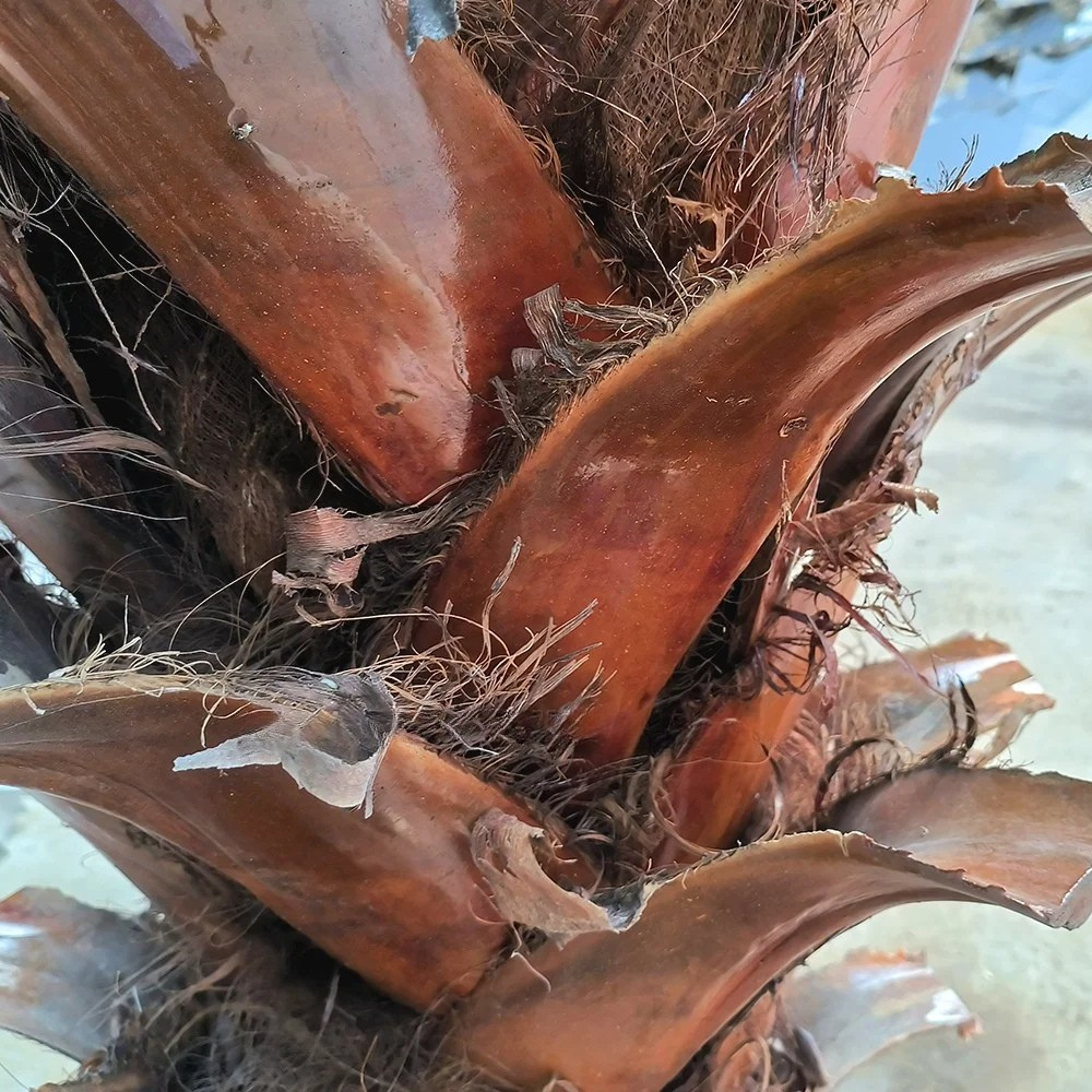 The UV-resistant coconut tree planted in a garden landscape scheme