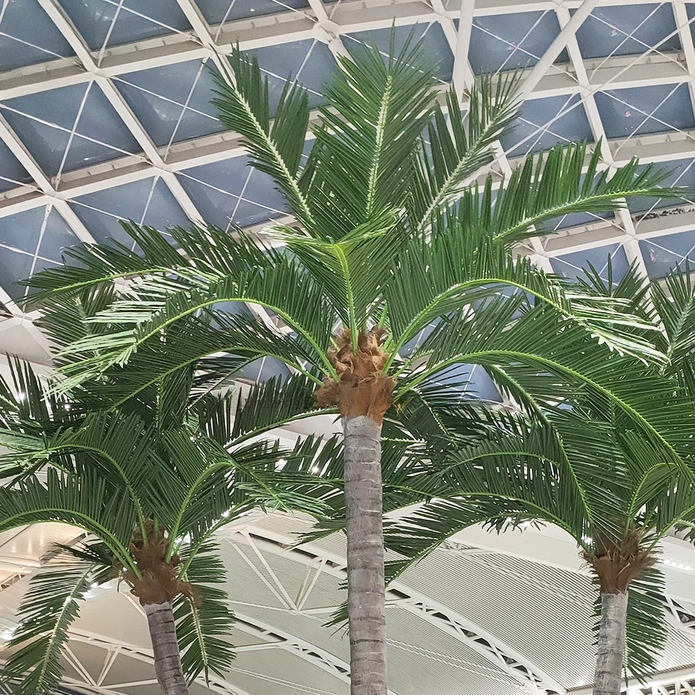 The large coconut palm planted outdoors as part of a resort garden scheme