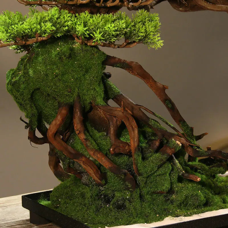 The topmost branch pad crowning the Zen pine bonsai, seen close up