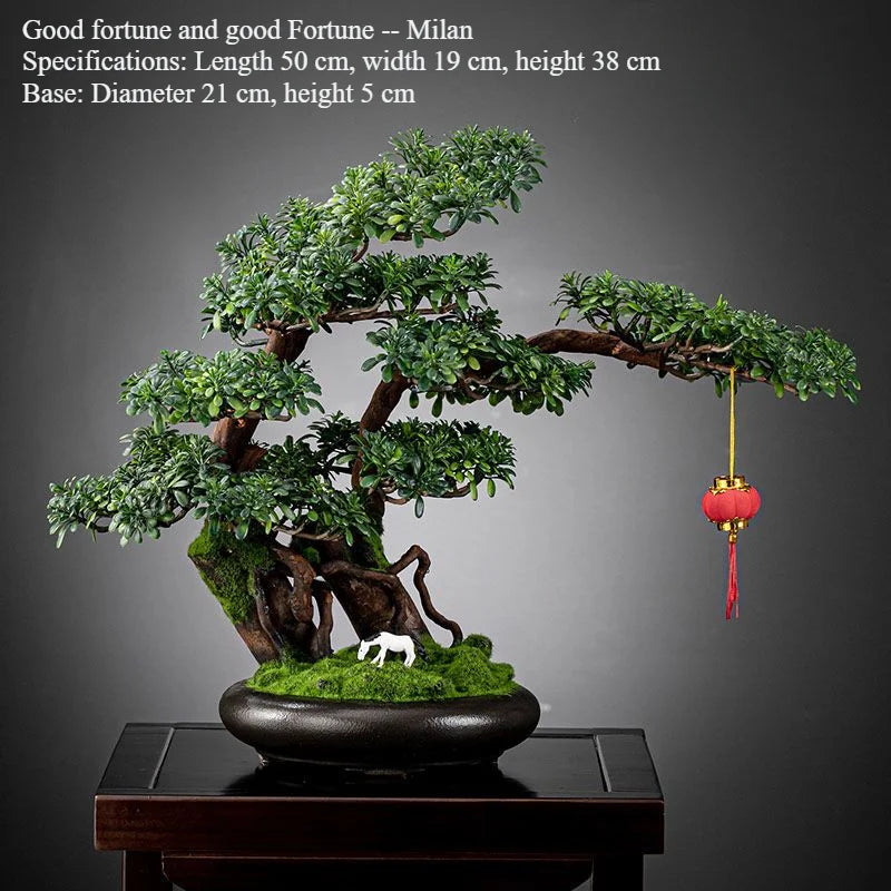 The sculpted trunk of the 3ft bonsai curving up from its shallow pot