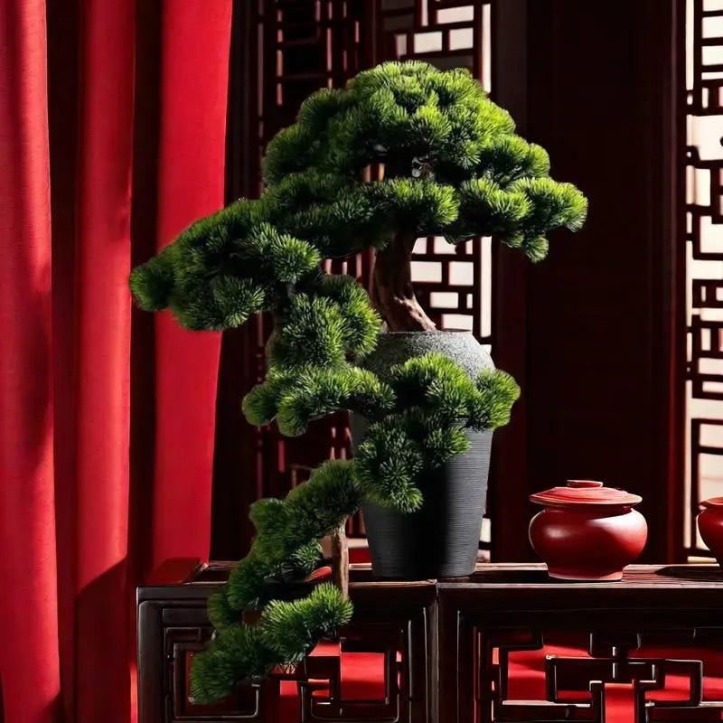 The 2.5ft pine bonsai photographed against a plain studio backdrop