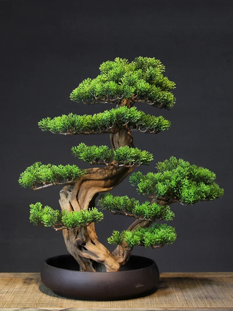 The bonsai seen from above with its trained pads opening out in tiers
