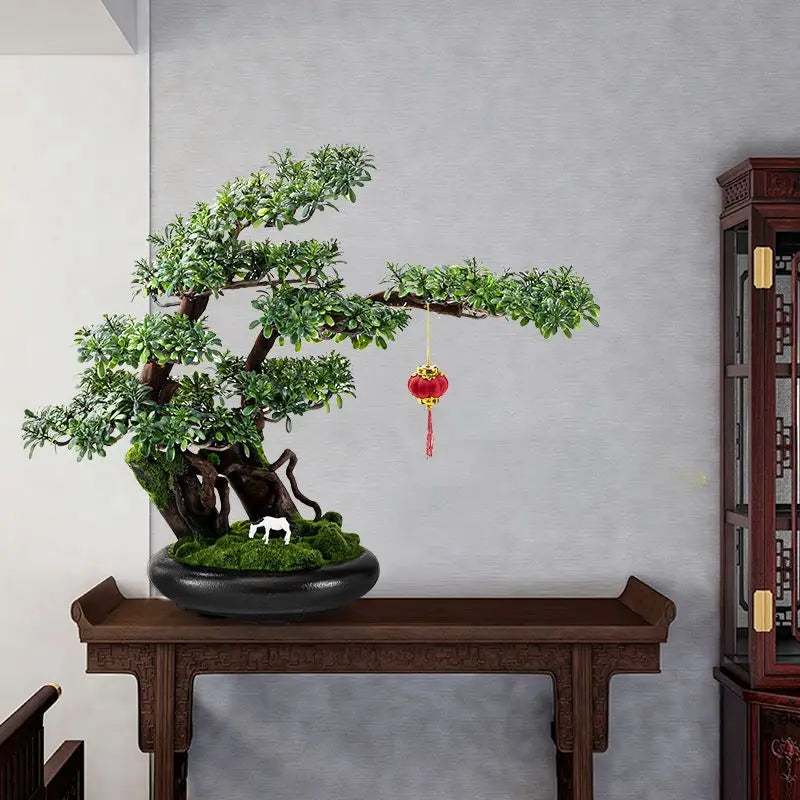 The topmost branch pad crowning the 3ft pine bonsai, seen close up
