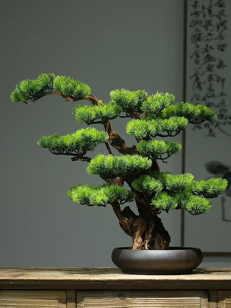 The 3ft pine bonsai photographed front-on against a plain backdrop