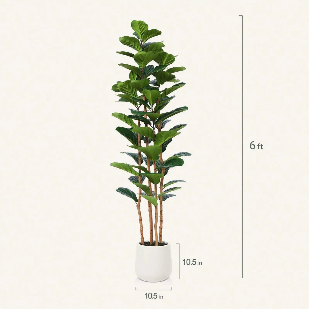 Artificial Fiddle Leaf Fig Tree — 5 to 7 ft, White Pot