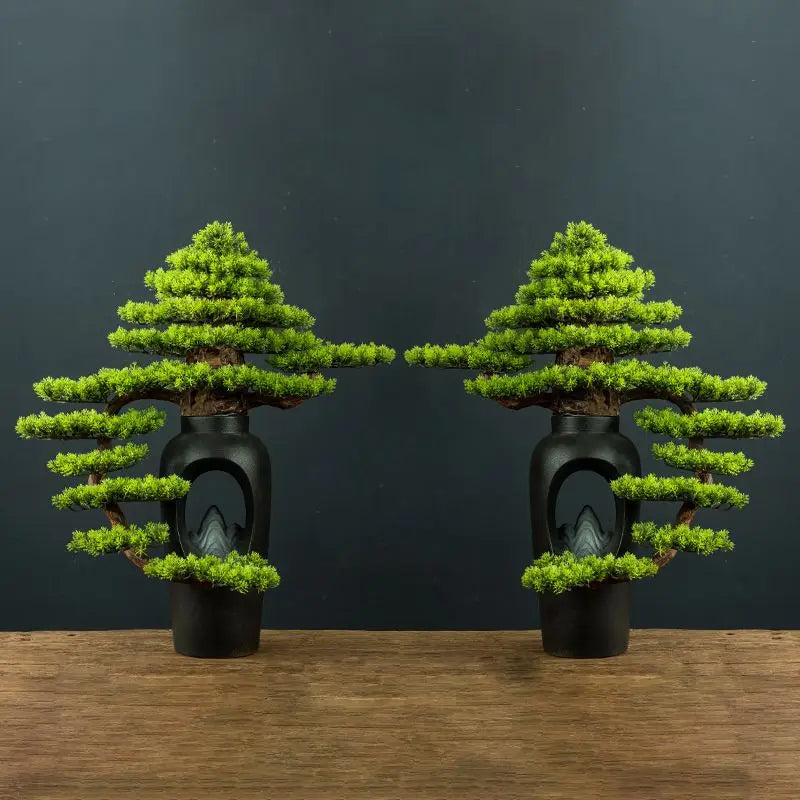 The 3ft bonsai in profile, branches reaching out past the pot rim