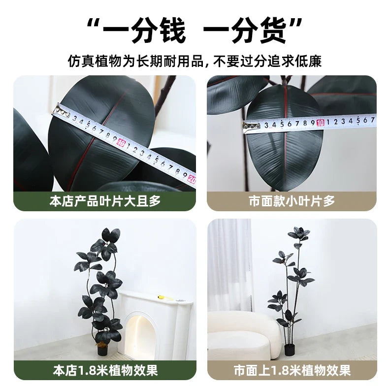 The 5ft rubber tree in a living room corner standing beside an armchair