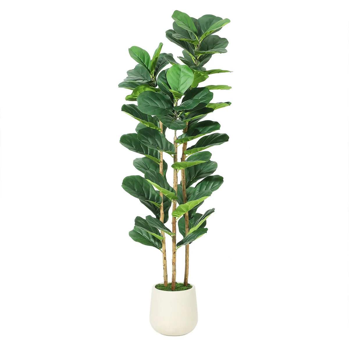 Artificial Fiddle Leaf Fig Tree — 5 to 7 ft, White Planter with Real Wood Trunk