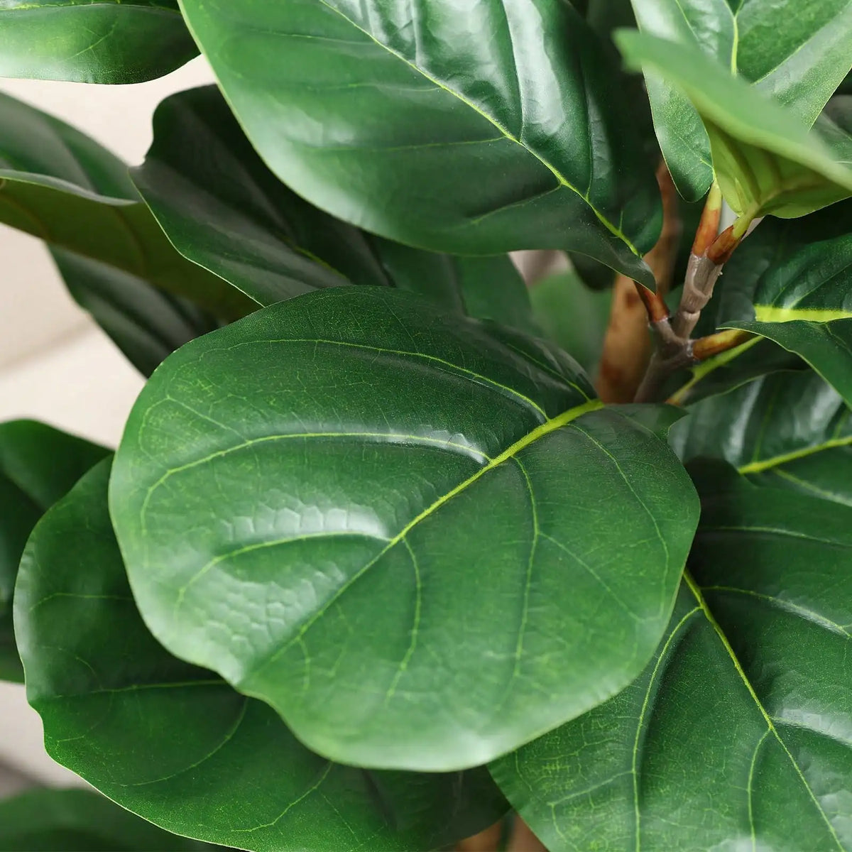 Artificial Fiddle Leaf Fig Tree — 5 to 7 ft, White Pot
