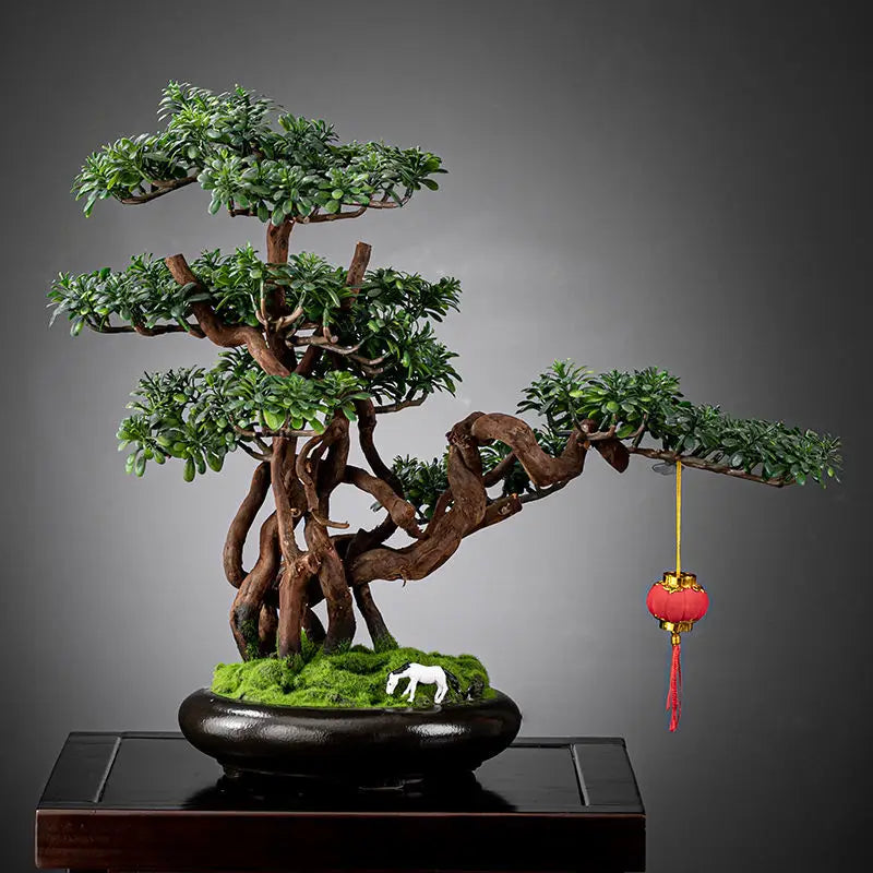 Two of the 3ft pine bonsai trees displayed side by side on a table