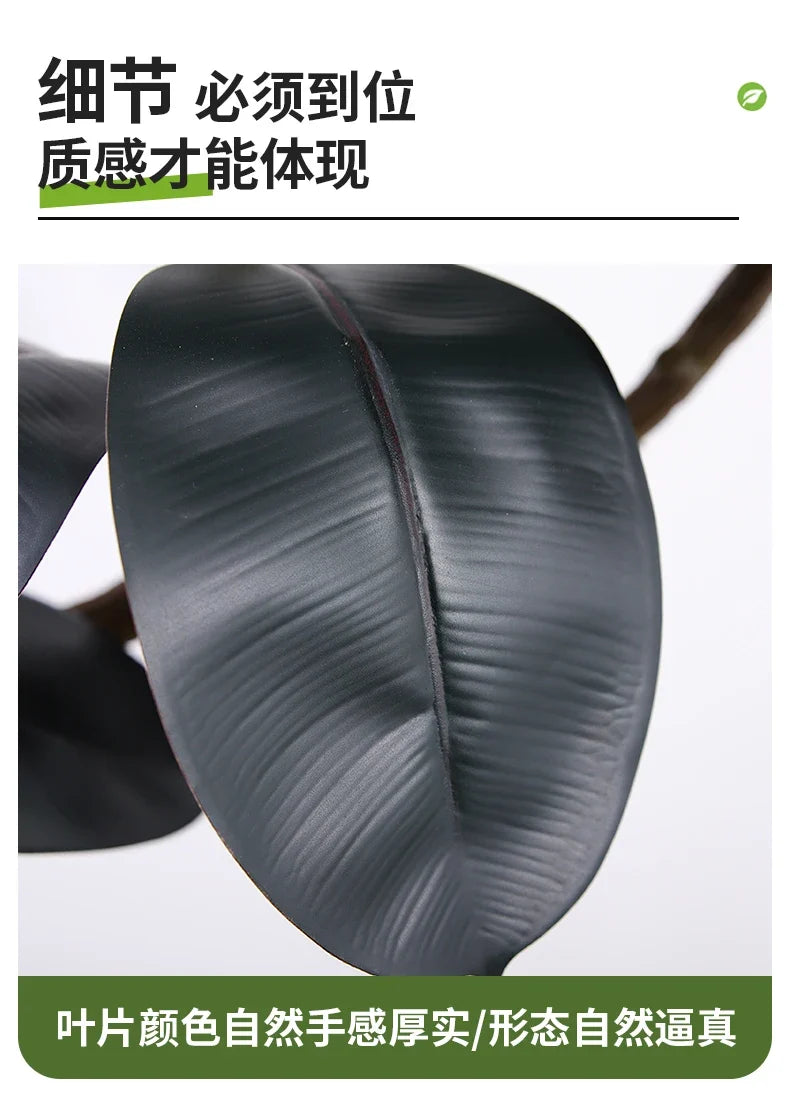 The 5ft rubber tree used as a large indoor plant in an office space