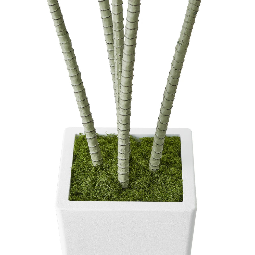 Artificial Dracaena Tree — 6 ft, White Planter with Moss Cover