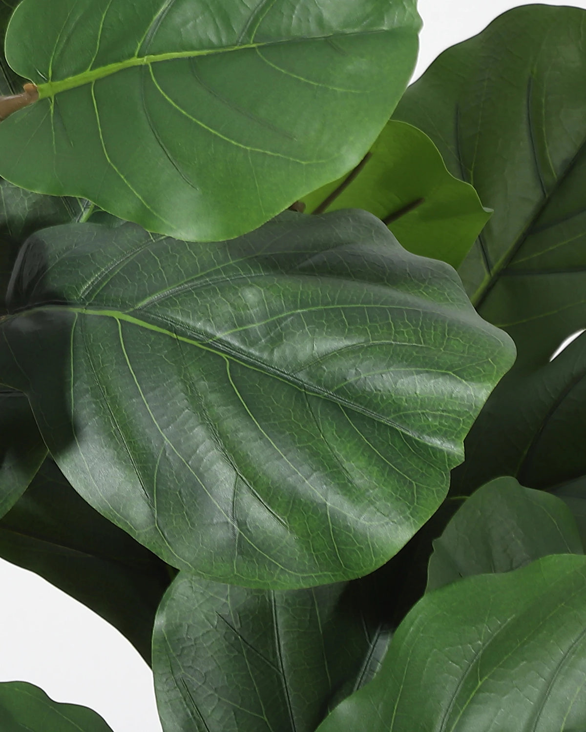 Artificial Fiddle Leaf Fig Tree — 4 to 6 ft, Black Planter with Weighted Base