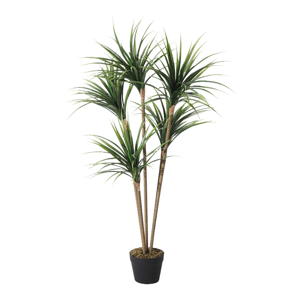 Artificial Dracaena Marginata Tree — 4.3 to 4.9 ft, Weighted Base