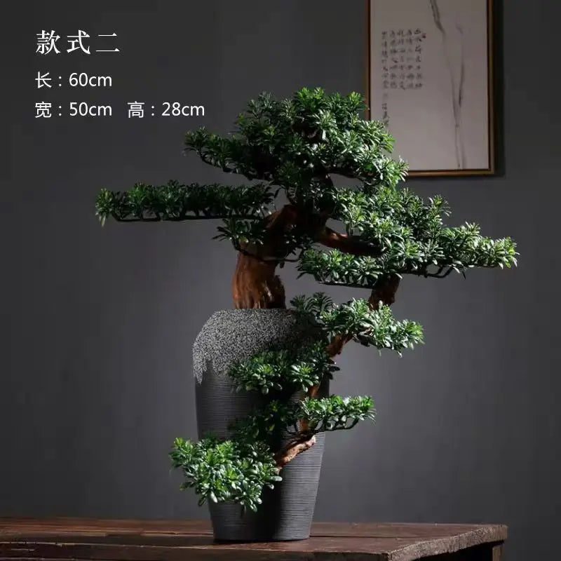 The 2.5ft bonsai seen from above, its pads opening out in open tiers