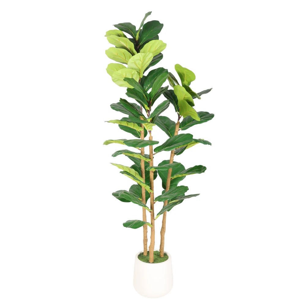 Artificial Fiddle Leaf Fig Tree — 5.2 ft, White Mossed Pot, Single Corner Size