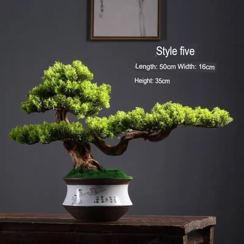 The 2ft pine bonsai photographed front-on against a plain backdrop
