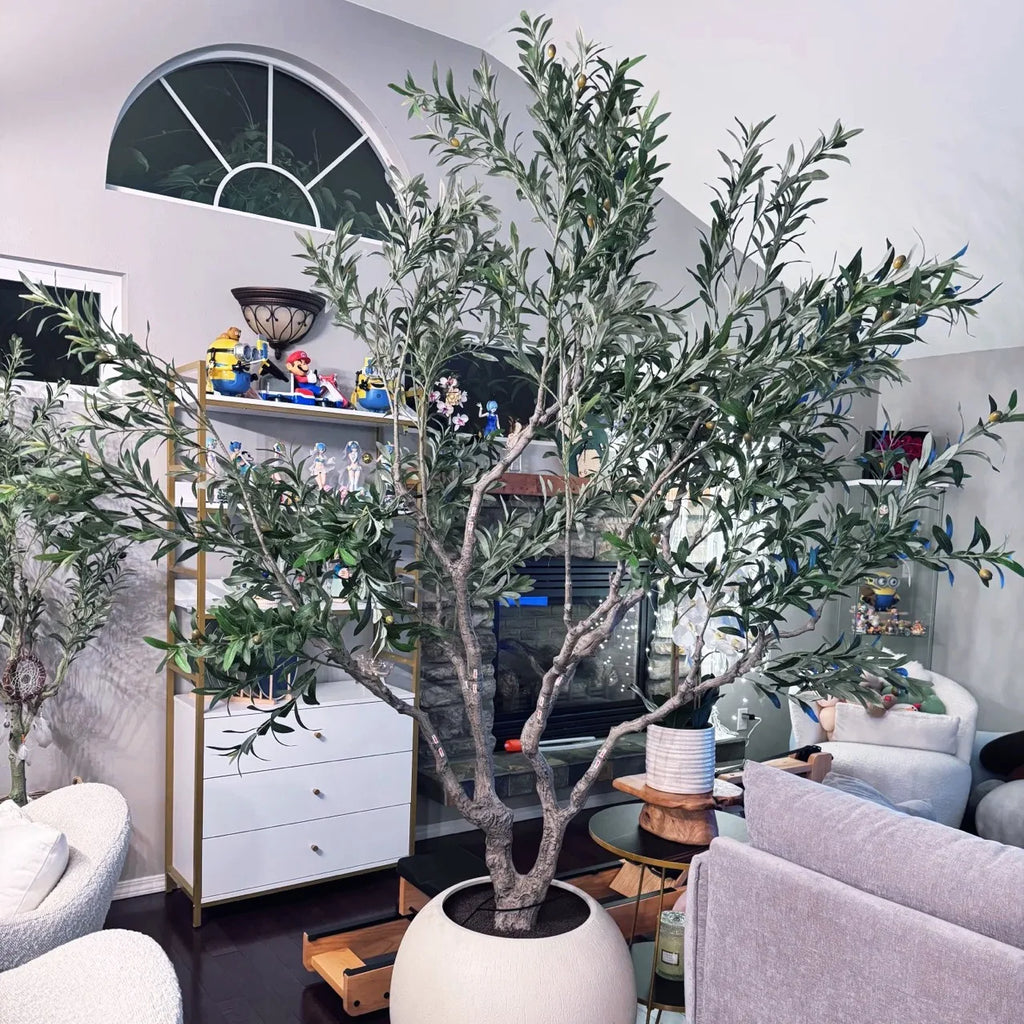 The 8.5ft olive tree in a home interior standing beside a sofa and window