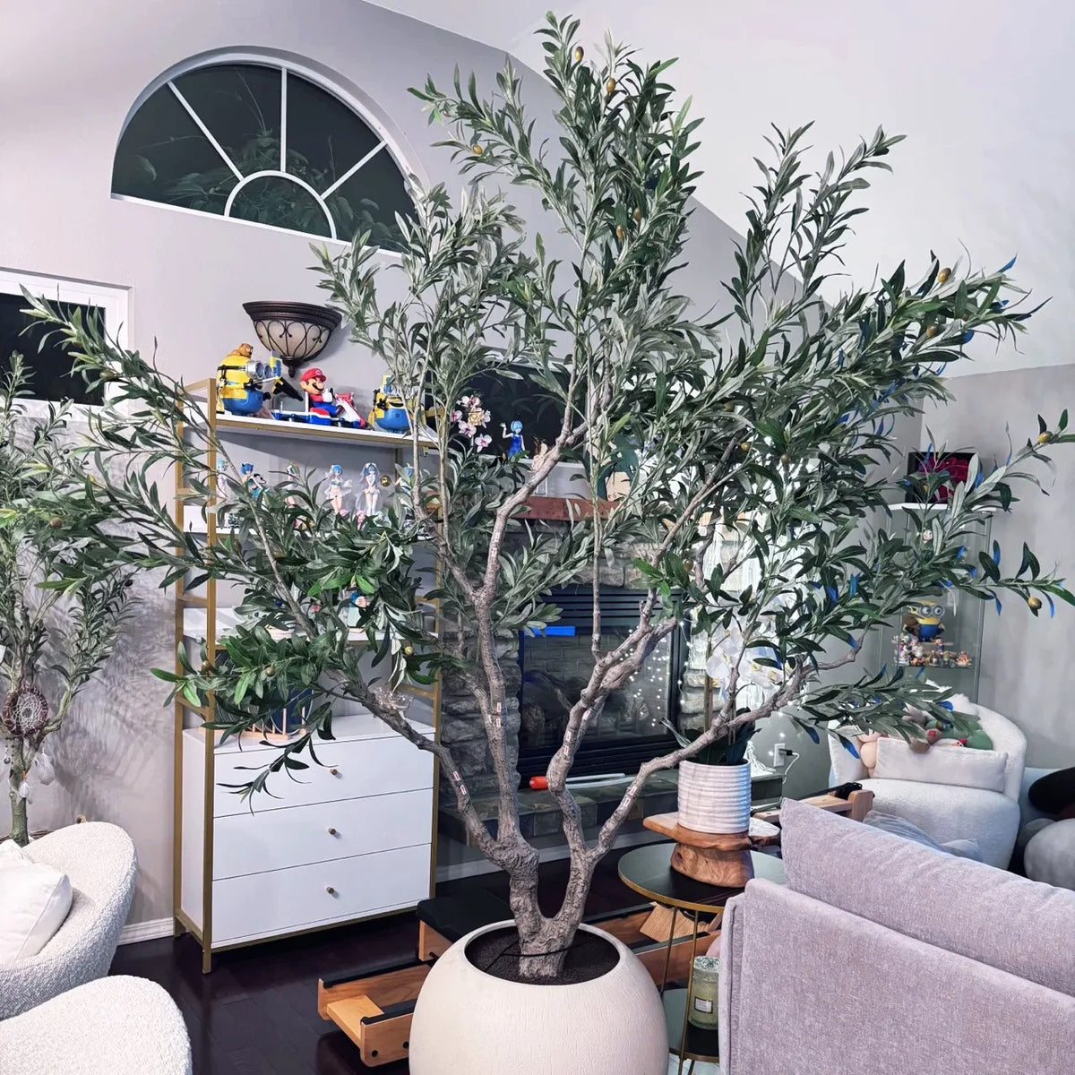 The 8.5ft olive tree in a home interior standing beside a sofa and window
