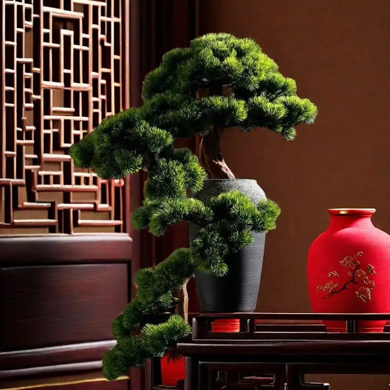 The 2.5ft bonsai in profile, its branches reaching past the pot rim