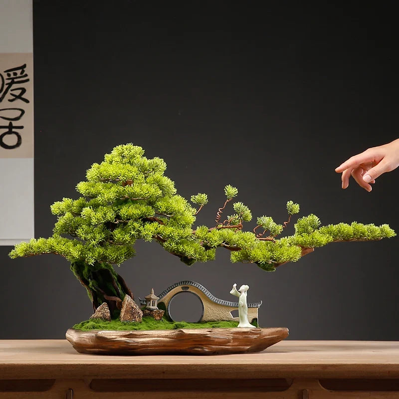 The 4ft Zen bonsai in profile, its branches reaching out past the pot