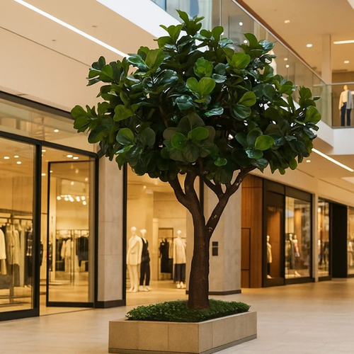 Fiddle leaf fig 10ft (3m) tall in a pot, glossy violin-shaped leaves up the stems