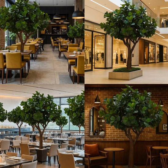 The 10ft fig tree standing in a home interior beside a tall window