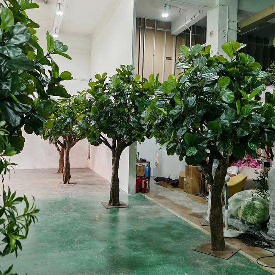The potted base of the 3m fiddle leaf fig where the stems emerge from bark