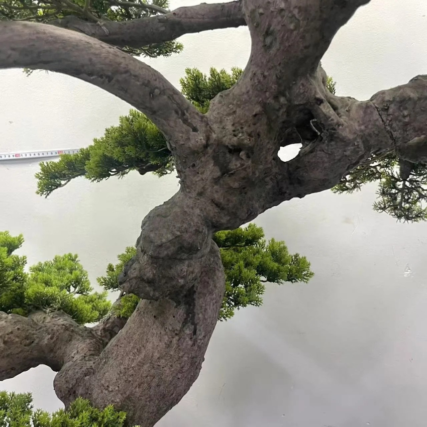 The bonsai trunk twisting up from the base and through the lower branches