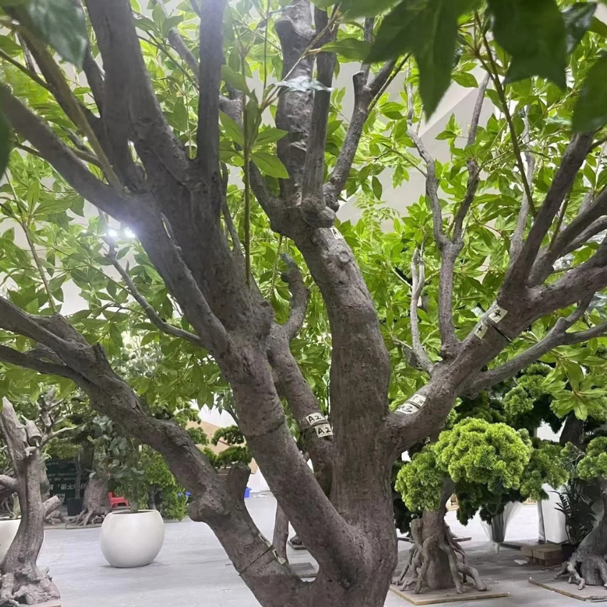 The stems and trunk of the 2.4m Pieris japonica showing beneath its foliage