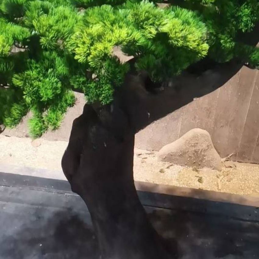 The sculpted bonsai trunk curving up through the tiers of layered branch pads