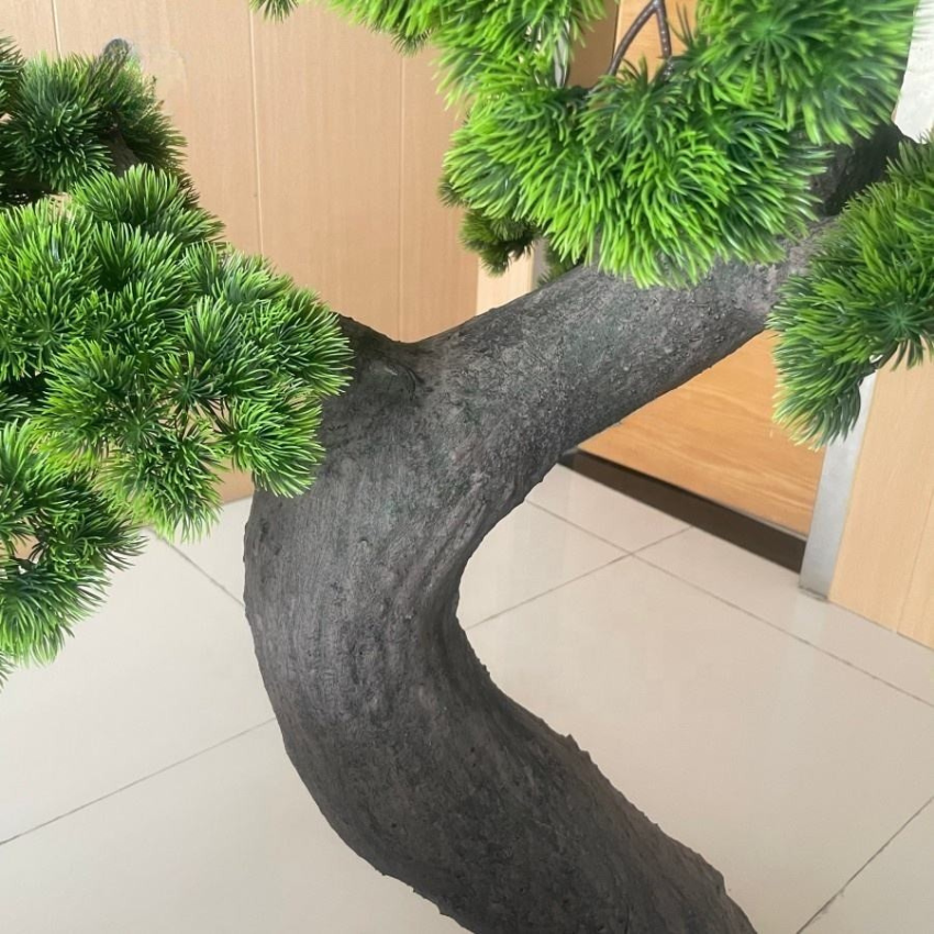 The trained trunk of the 2m cedar bonsai leaning out from the edge of its base