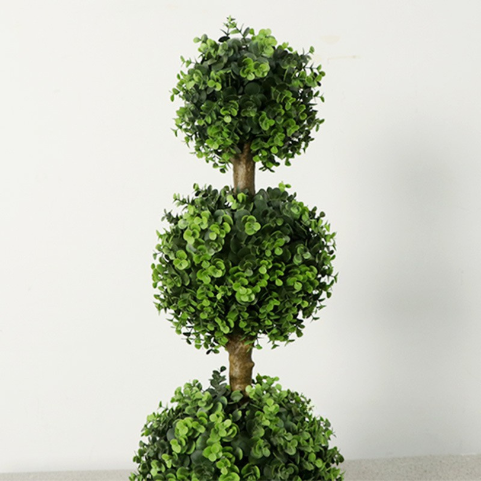 The slim stem of the 120cm topiary rising from its moss-topped nursery pot