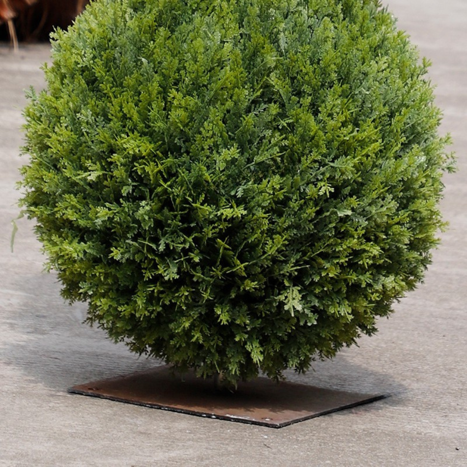 Close-up of the cypress foliage clipped tight into the surface of the ball