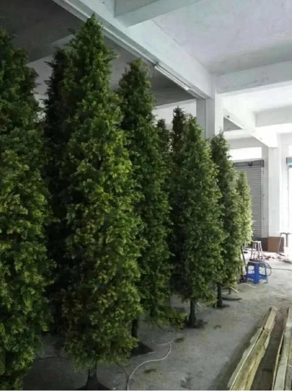 The 3.5m cypress used outdoors beside a paved garden entrance path