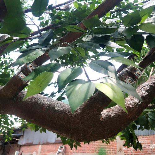 Close-up of the ficus leaves showing their glossy oval form and deep green