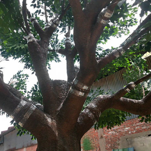 The banyan trunk and its aerial roots running down towards the base