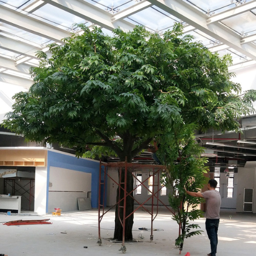 The banyan ficus used indoors as a decorative feature beside a wall