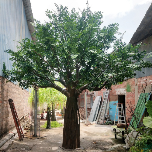Base of the banyan ficus where the trunk sets into its floor planter
