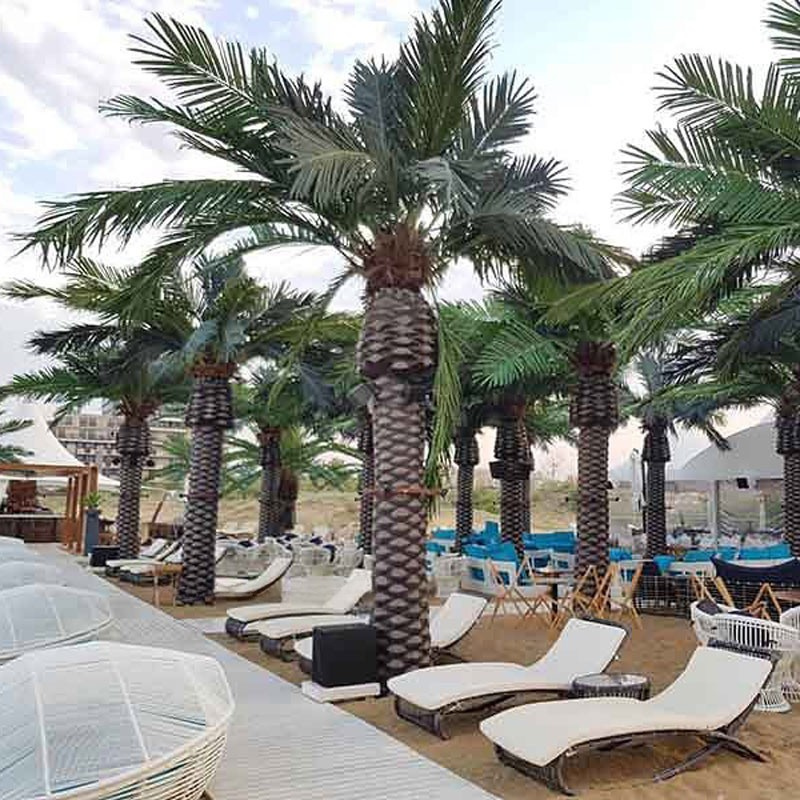 The large palm planted outdoors as part of a tropical landscape scheme