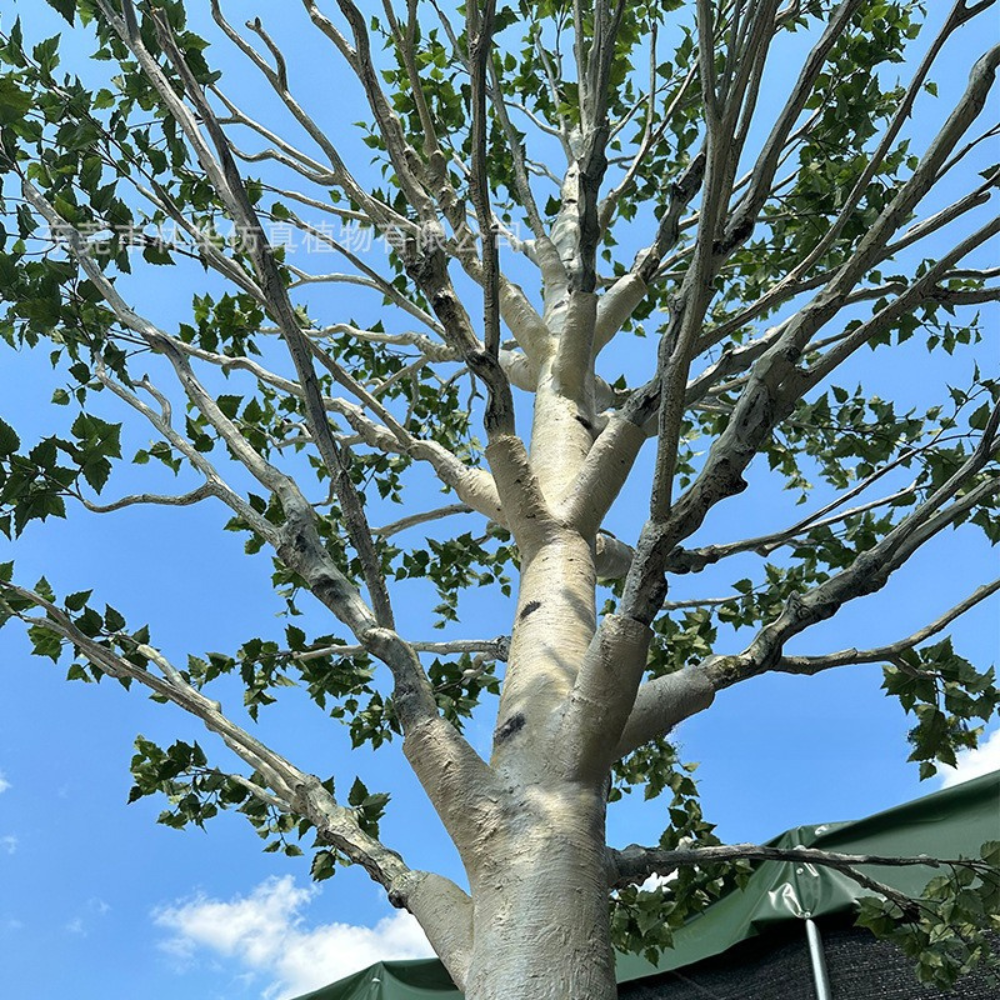 The pale birch trunk with its papery bark markings running up the stem