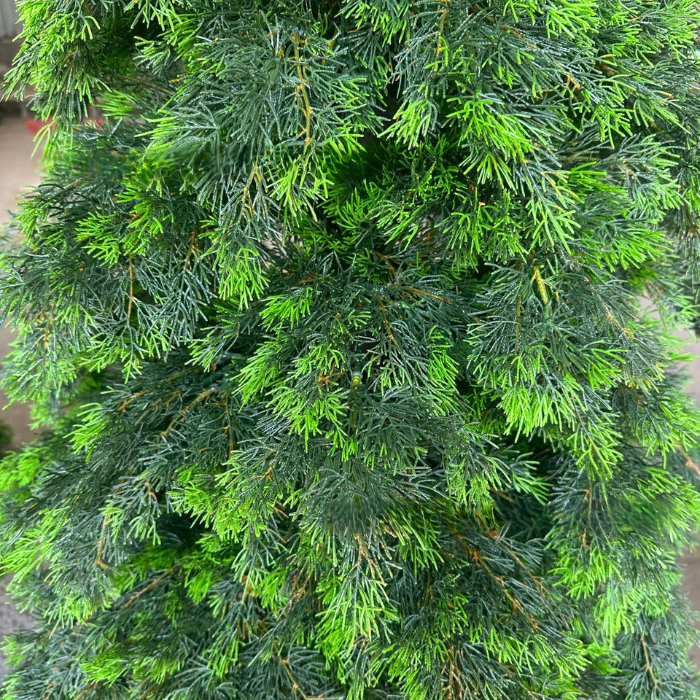Stand and base of the 2.1m artificial cedar Christmas tree, ready to set up