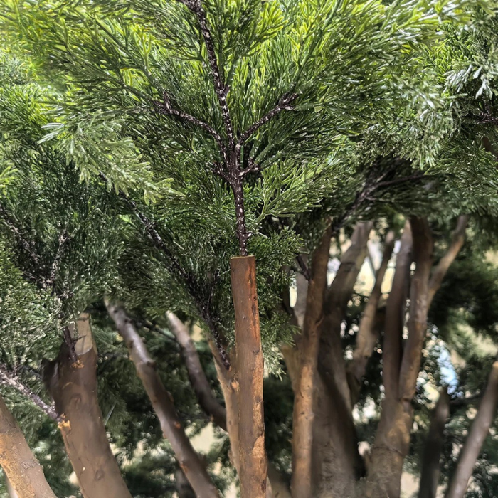 Close-up of the pine needles bunched thickly along each of the branch tips