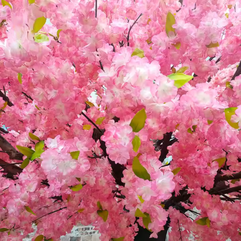 The trunk and branch frame of the silk blossom tree beneath the flowers