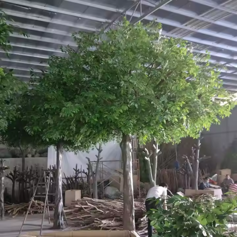 The banyan planted outdoors in a garden as a spreading landscape feature