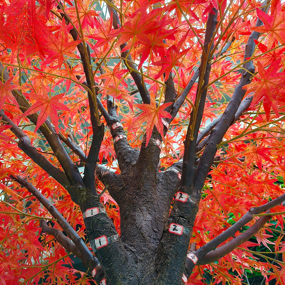 Close-up of the red maple leaves showing the pointed lobes and deep colour
