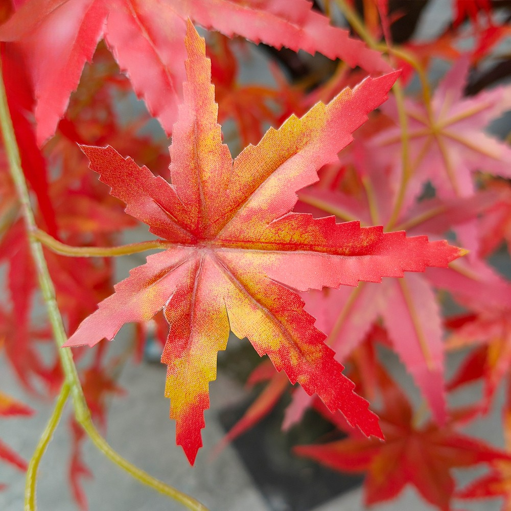 The trunk and branch frame of the 3m red maple tree beneath its canopy