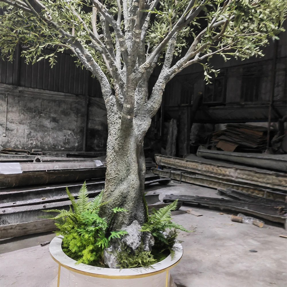 The 4.8m olive tree indoors with its canopy reaching high above the floor